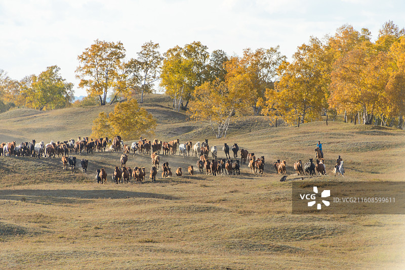 内蒙古赤峰乌兰布统坝上将军泡子万马奔腾秋色日落图片素材