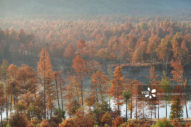安徽省宣城市宁国市方塘乡青龙湾红杉林日出晨曦晨雾：皖南川藏线秋景图片素材