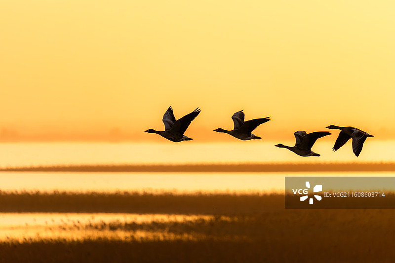 雁影归途图片素材