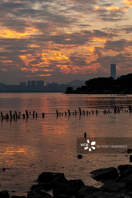 深圳湾公园海鸥、白鹭与日落图片素材