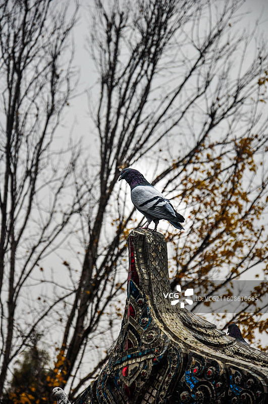 古德寺的鸽子图片素材