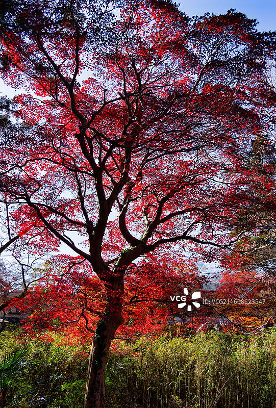 比叡山延历寺红叶祭图片素材