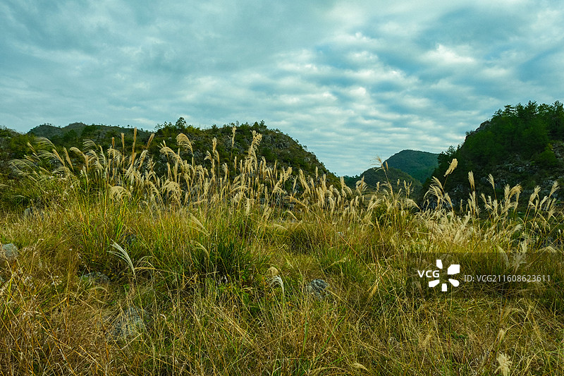 秋收过后初冬时节云贵高原上贵州黔南惠水县摆金村的山乡田园风光，山间盛开的芦苇花，田园上的丁达尔光，图片素材