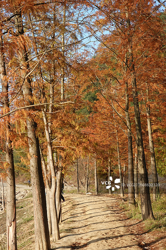 安徽省宣城市宁国市方塘乡青龙湾红杉林日出晨曦晨雾：皖南川藏线秋景图片素材