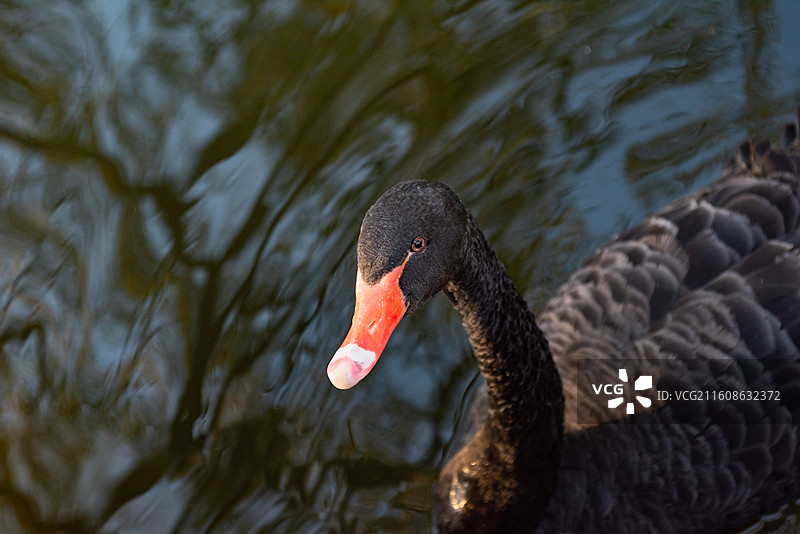 北京大学校园湖面游泳的黑天鹅图片素材