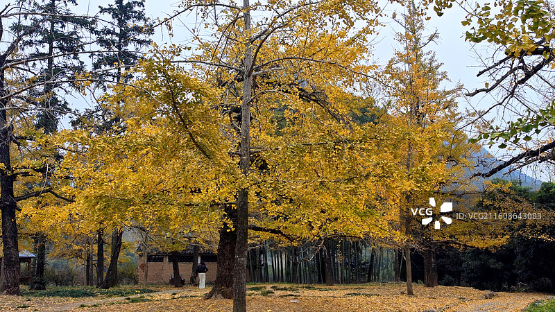 桂林市灵川县海洋乡的银杏树图片素材