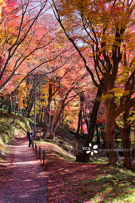 比叡山延历寺红叶祭图片素材