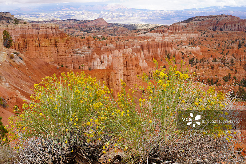 美国之旅留下的美好回忆之加州的阳光 陆地生物  一起看海图片素材