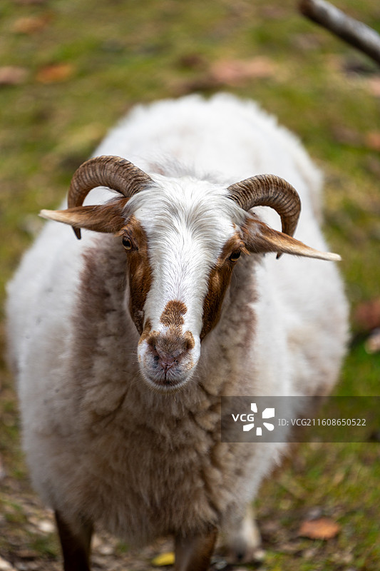 云南丽江玉龙雪山羚羊图片素材