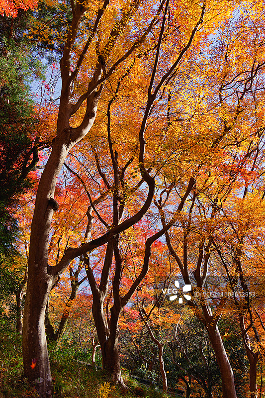 比叡山延历寺红叶祭图片素材