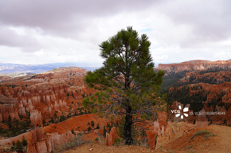 美国之旅留下的美好回忆之加州的阳光 陆地生物  一起看海图片素材