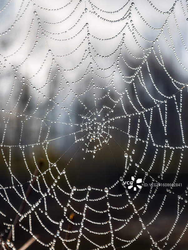 辽宁本溪老边沟自然景色蜘蛛网微距生态图片素材