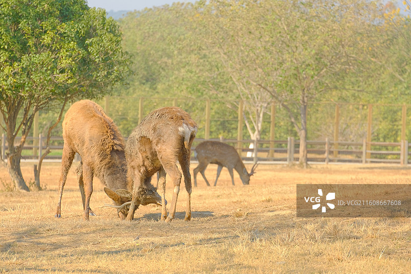 良渚古城遗址公园图片素材