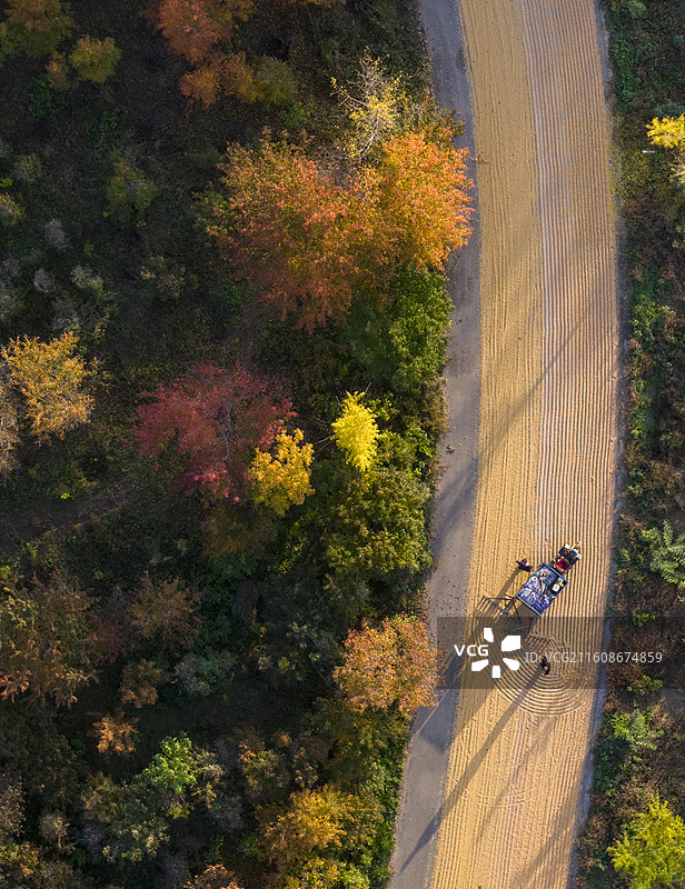 秋日晒谷物公路金黄景色图片素材