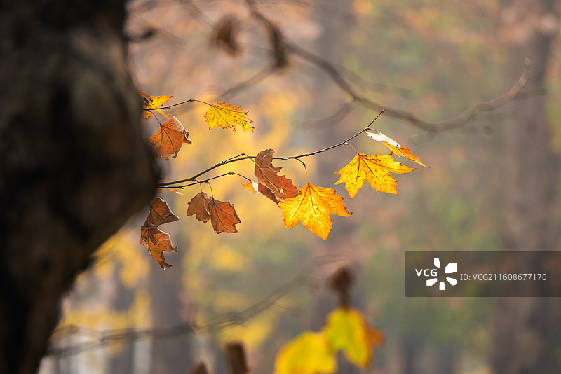 成都驷马桥沙河边秋天的法国梧桐树黄叶图片素材