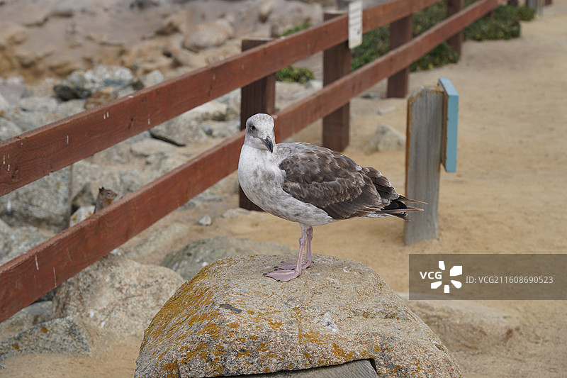 美国之旅留下的美好回忆之加州的阳光 陆地生物  一起看海图片素材