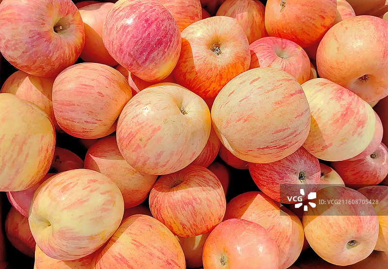 秋日里圆润漂亮的苹果图片素材