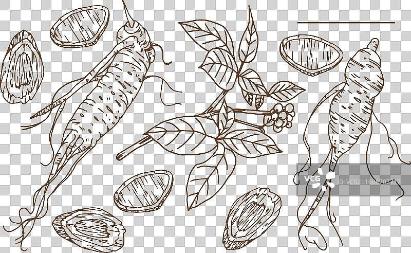 写实手绘人参植株集合图片素材