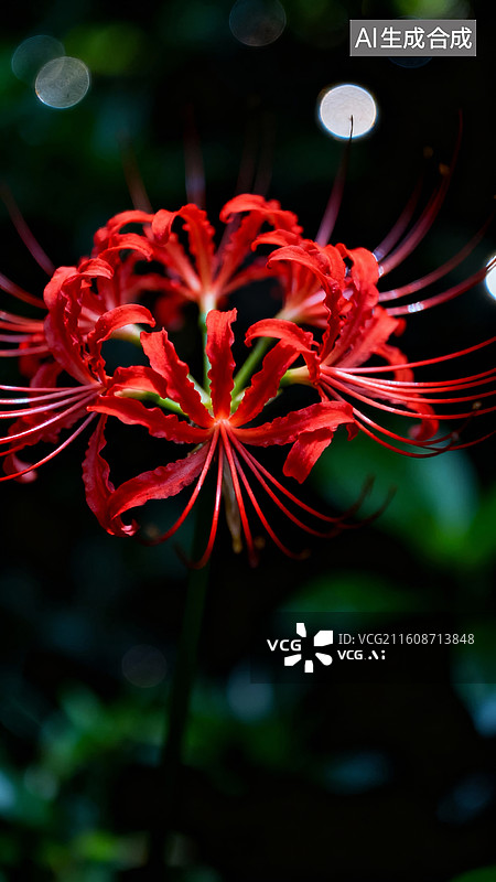 【AI数字艺术】红彼岸花暗调装饰背景场景图片素材