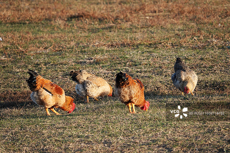 地里刨食的鸡图片素材