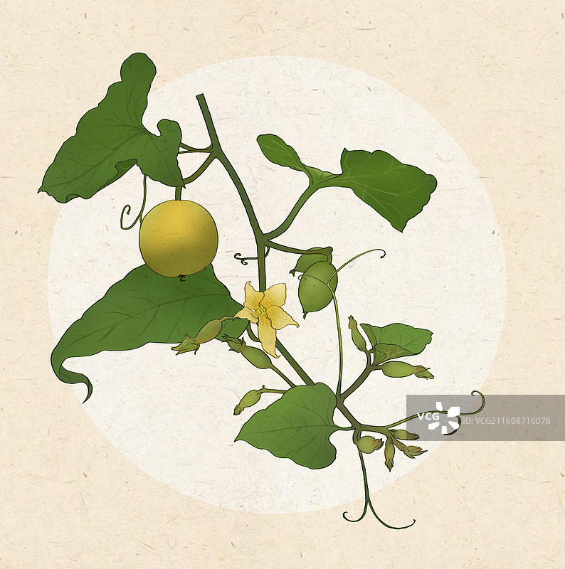 罗汉果图片素材