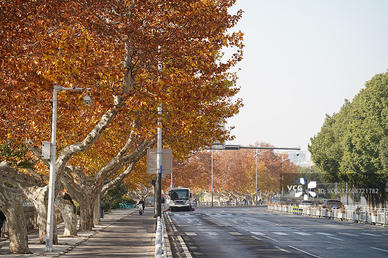 无锡解放南路的梧桐大道图片素材