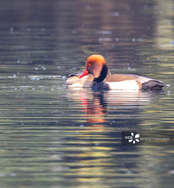 锦城湖 水鸟 候鸟归来图片素材