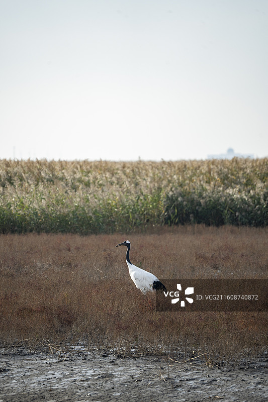辽宁丹东红海滩白鹤野生动物自然生态图片素材