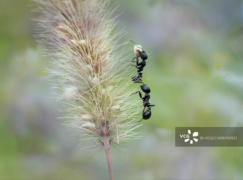 搬种子过冬图片素材