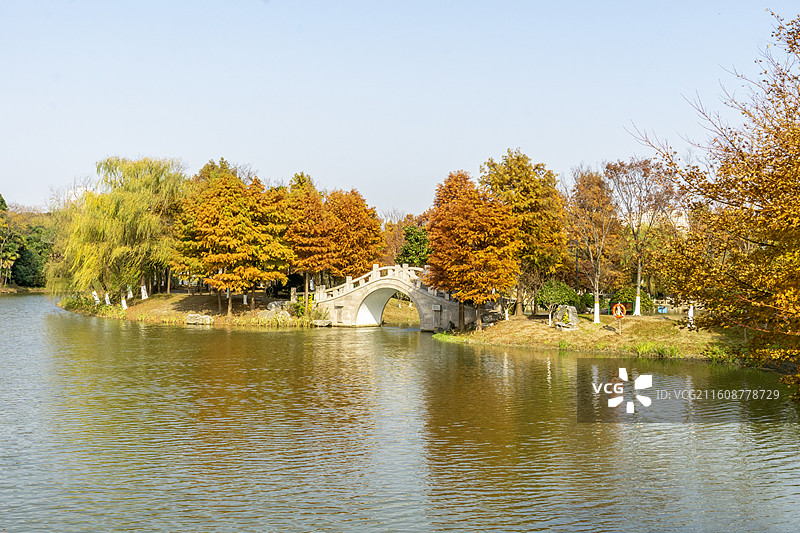 秋日公园的湖水、拱桥与落羽杉林，拍摄于南通啬园景区，多角度图片素材
