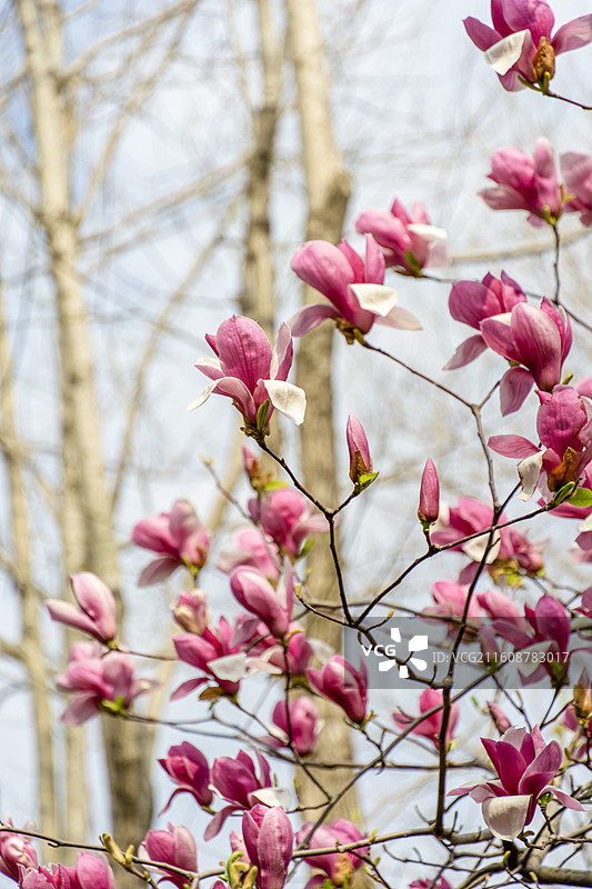 春日盛开的满树的粉色玉兰花特写图片素材