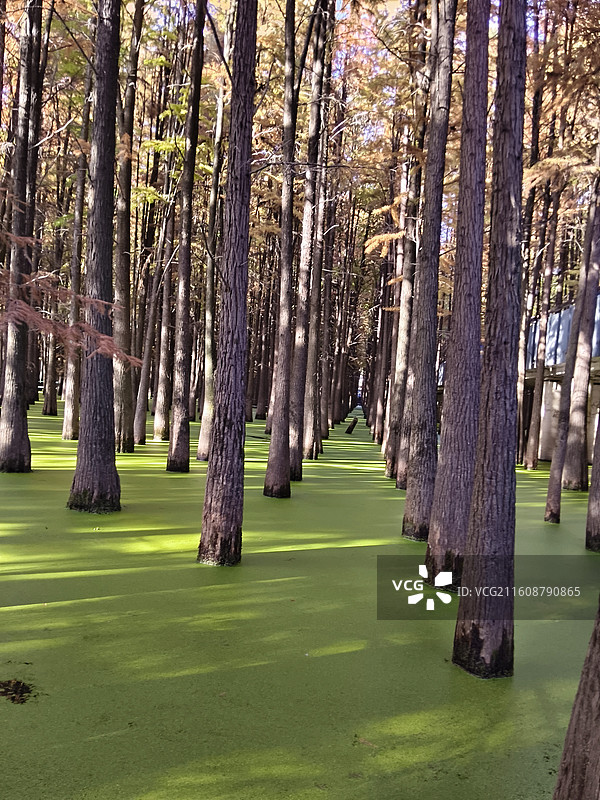 秋日童话：青山湖水上森林的金色倒影与浮萍水面图片素材