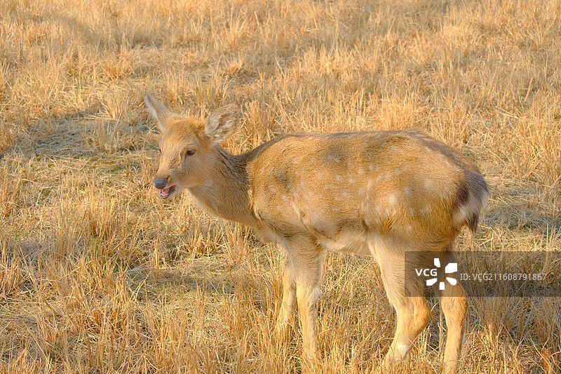 良渚古城遗址公园图片素材