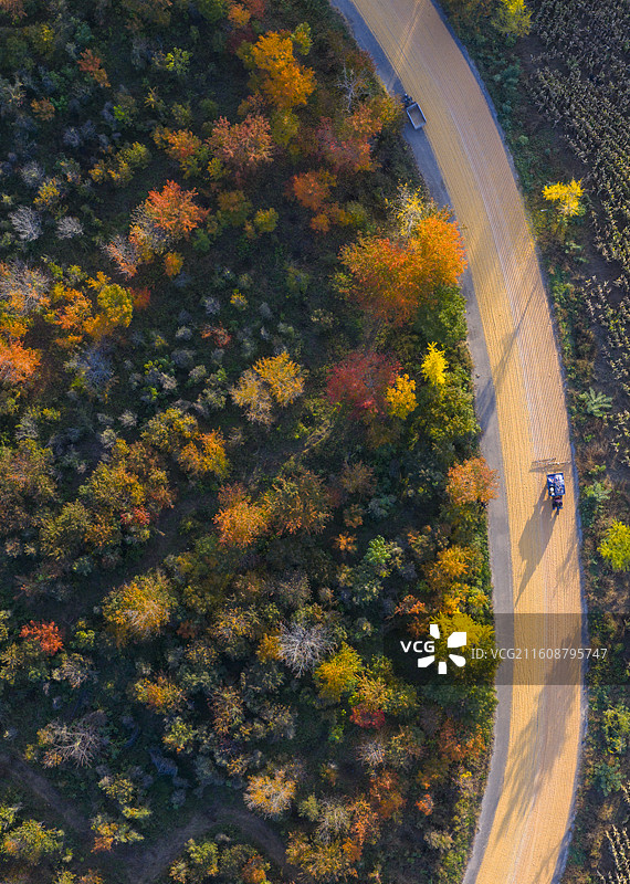 秋日晒谷物公路金黄景色图片素材