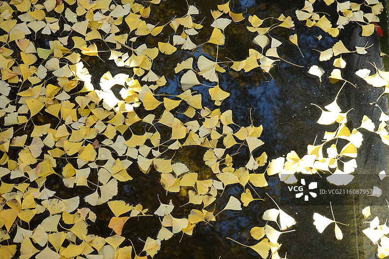 陕西省西安市碑林区长乐坊敕建万寿八仙宫八仙庵：斗姆殿斗姥殿前银杏秋景图片素材