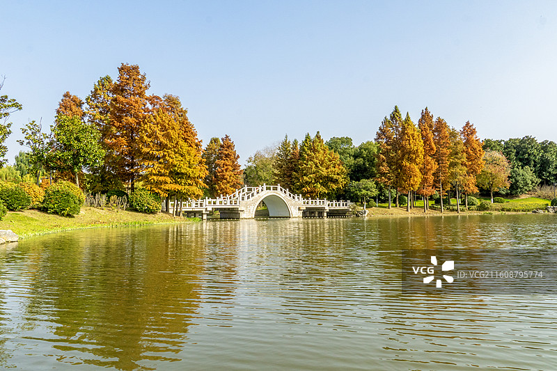 秋日公园的湖水、拱桥与落羽杉林，拍摄于南通啬园景区，多角度图片素材