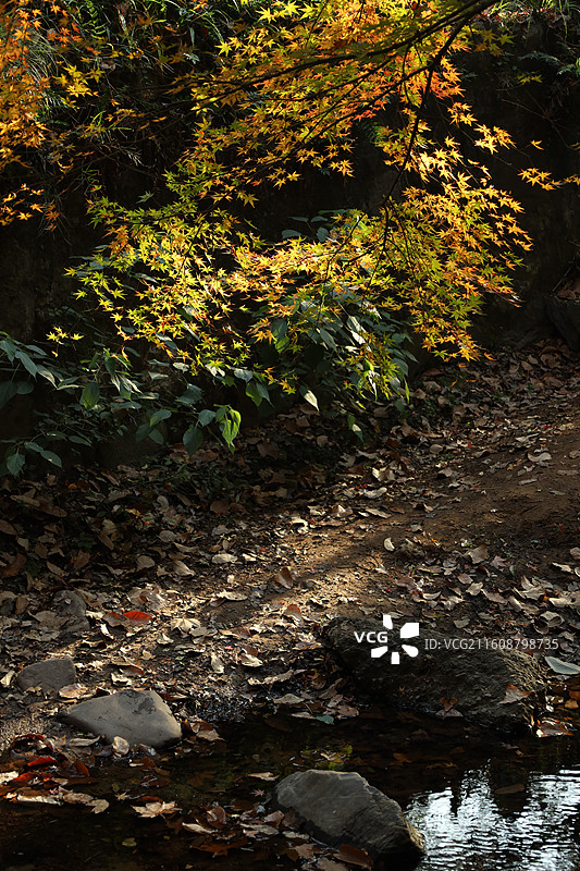 杭州九溪烟树秋天枫叶图片素材