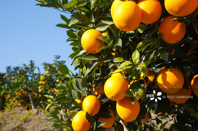 江西赣南安远脐橙丰收采摘图片素材