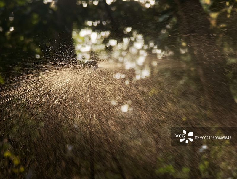 公园灌木喷头图片素材