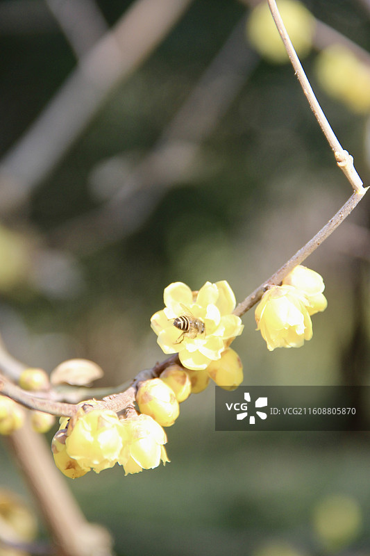 上海真如公园黄色腊梅花特写图片素材