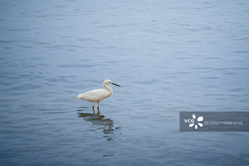 深圳湾海滨公园在海边觅食的大白鹭小白鹭图片素材