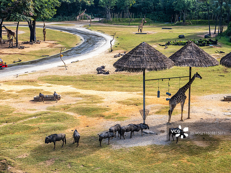 中国广州长隆野生动物园的非洲长颈鹿图片素材