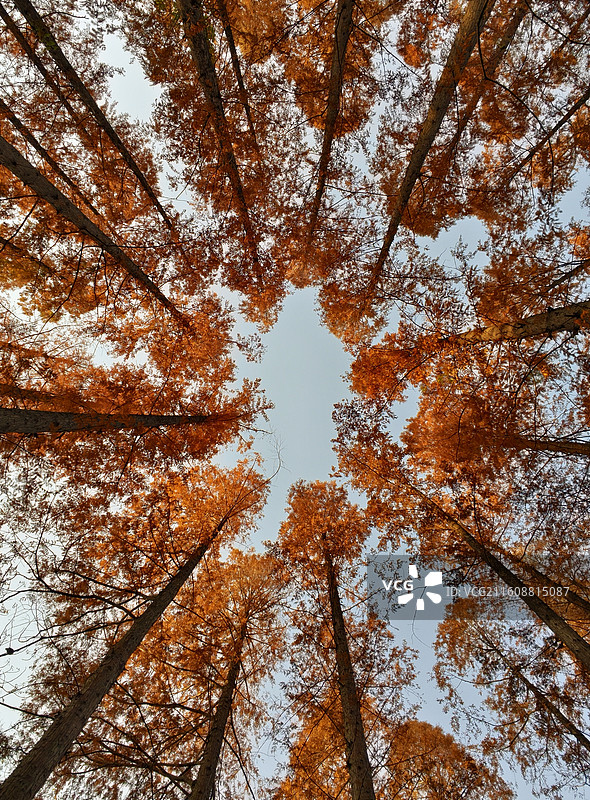 落羽杉图片素材