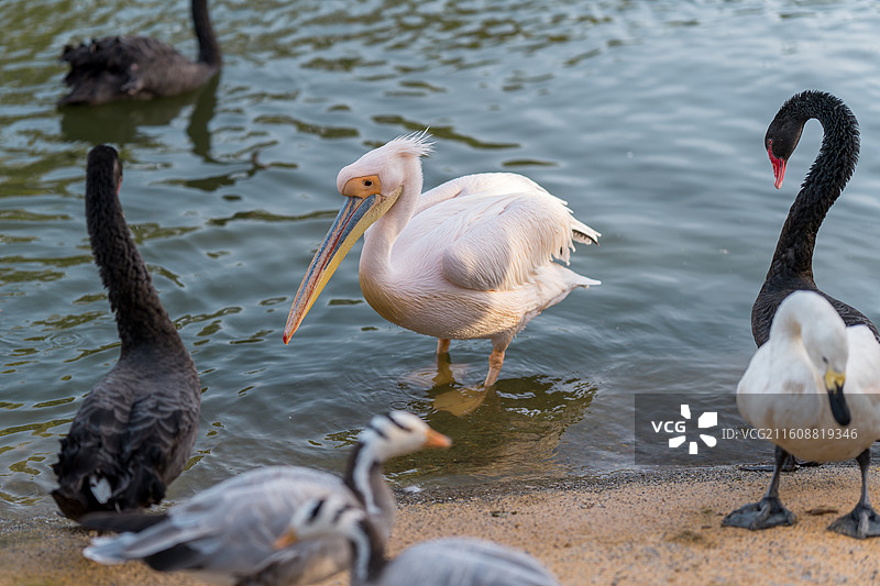 鹈鹕老大和黑天鹅小弟们图片素材