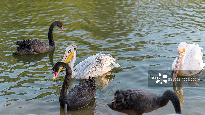 鹈鹕老大和黑天鹅小弟们图片素材