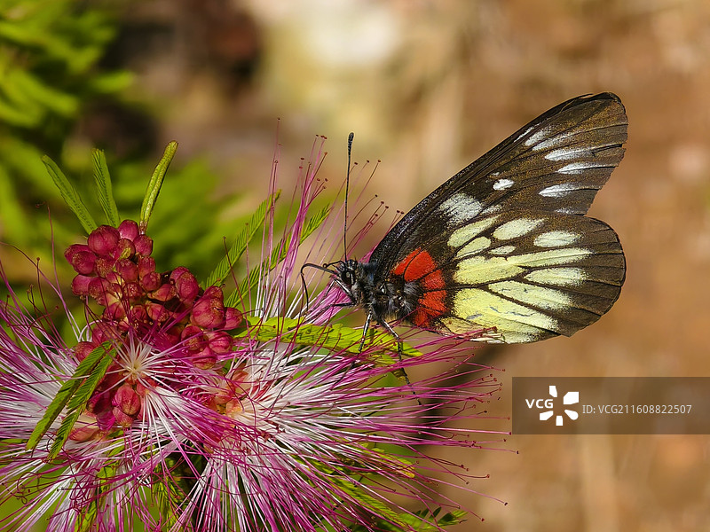 蝴蝶在花上授粉的特写镜头图片素材