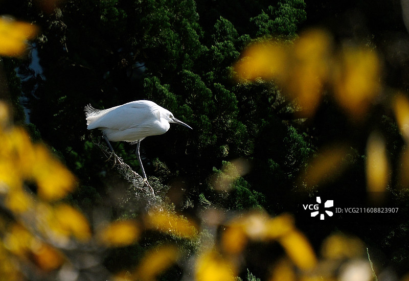 昆明大观河深秋黄叶枝头白鹭特写图片素材