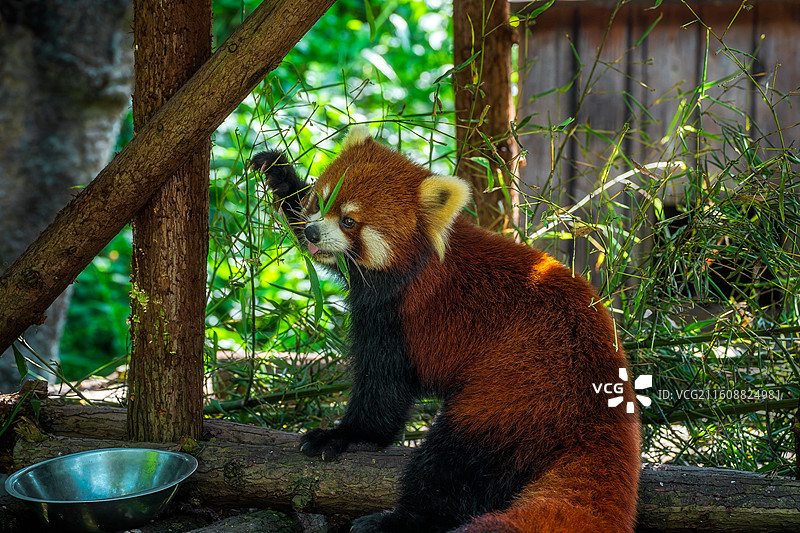 柳州动物园：一只小熊猫在竹林栖息地中大嚼绿叶的特写镜头图片素材