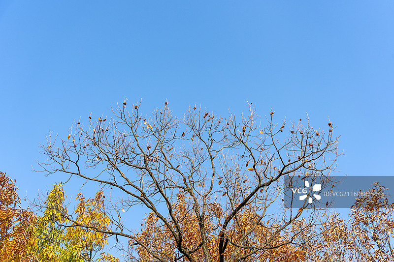 蓝天下开花植物的低角度视图图片素材