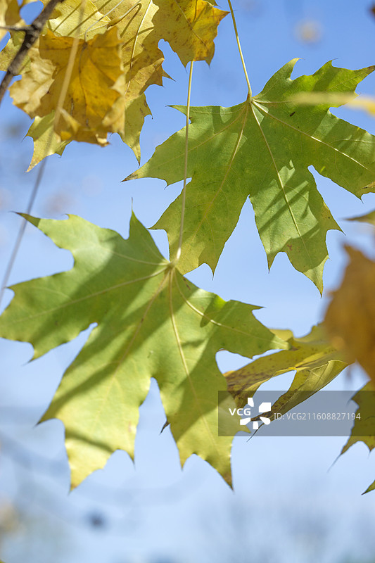 阳光透过秋季的树叶 枫叶 发光 壁纸 背景 纹理图片素材